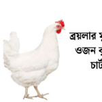ব্রয়লার মুরগির ওজন বৃদ্ধির চার্ট