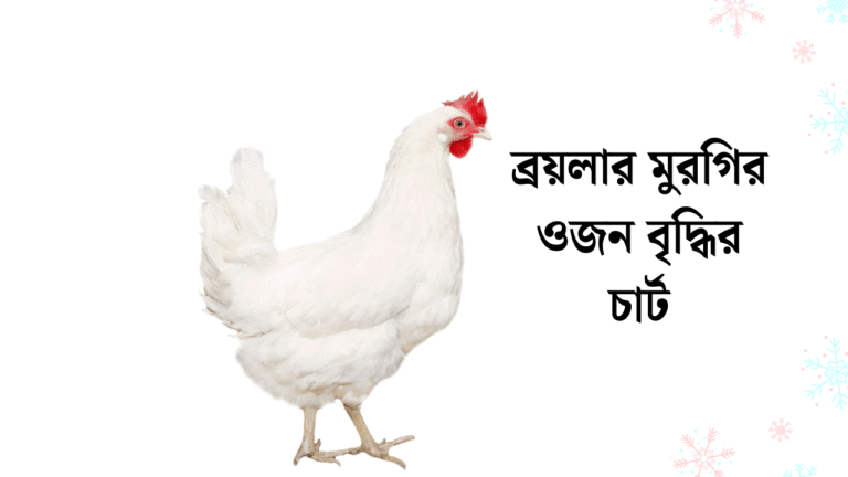 ব্রয়লার মুরগির ওজন বৃদ্ধির চার্ট